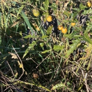 Solanum cinereum at Chapman, ACT - 27 May 2021