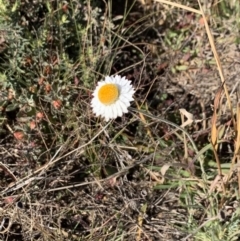 Leucochrysum albicans subsp. tricolor (Hoary Sunray) at Percival Hill - 27 Apr 2021 by Wendyp5