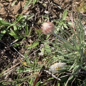 Leucochrysum albicans subsp. tricolor at Nicholls, ACT - 27 Apr 2021