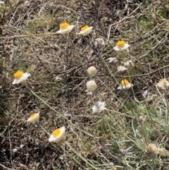 Leucochrysum albicans subsp. tricolor at Nicholls, ACT - 27 Apr 2021