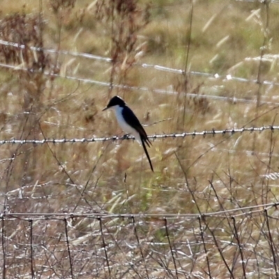 Myiagra inquieta (Restless Flycatcher) at Kambah, ACT - 27 May 2021 by RodDeb