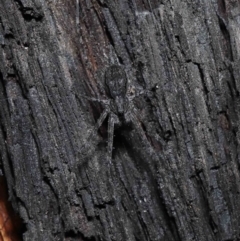 Tamopsis sp. (genus) (Two-tailed spider) at Downer, ACT - 25 May 2021 by TimL