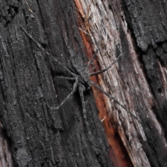 Tamopsis sp. (genus) at Downer, ACT - 25 May 2021