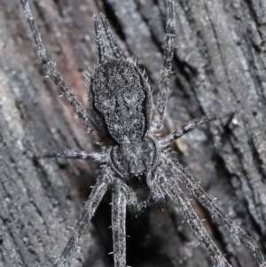 Tamopsis sp. (genus) at Downer, ACT - 25 May 2021