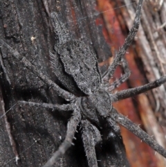 Tamopsis sp. (genus) at Downer, ACT - 25 May 2021