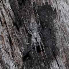 Tamopsis sp. (genus) (Two-tailed spider) at Downer, ACT - 25 May 2021 by TimL