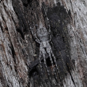 Tamopsis sp. (genus) at Downer, ACT - 25 May 2021