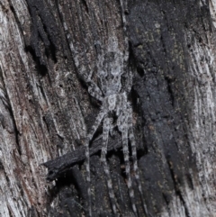 Tamopsis sp. (genus) at Downer, ACT - 25 May 2021