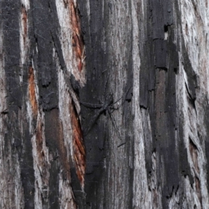 Tamopsis sp. (genus) at Downer, ACT - 25 May 2021