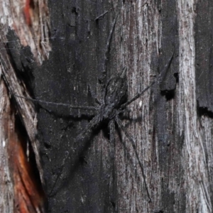 Tamopsis sp. (genus) at Downer, ACT - 25 May 2021