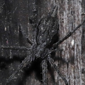 Tamopsis sp. (genus) at Downer, ACT - 25 May 2021