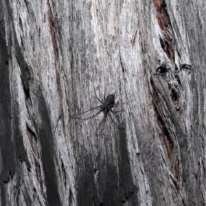 Tamopsis sp. (genus) at Downer, ACT - 25 May 2021