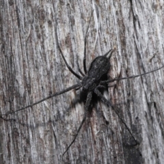 Tamopsis sp. (genus) at Downer, ACT - 25 May 2021