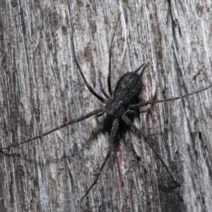 Tamopsis sp. (genus) at Downer, ACT - 25 May 2021