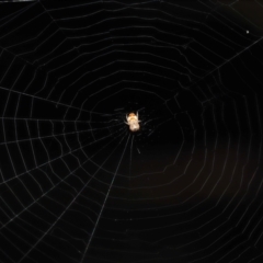 Unidentified Orb-weaving spider (several families) at Acton, ACT - 9 May 2021 by TimL