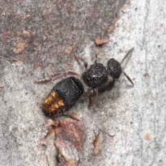Odontomyrme sp. (genus) (A velvet ant) at ANBG - 25 May 2021 by TimL