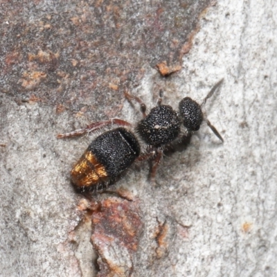 Odontomyrme sp. (genus) (A velvet ant) at Downer, ACT - 25 May 2021 by TimL