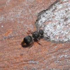 Odontomyrme sp. (genus) at ANBG - 25 May 2021