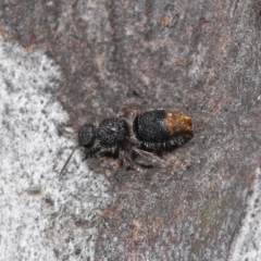 Odontomyrme sp. (genus) at ANBG - 25 May 2021