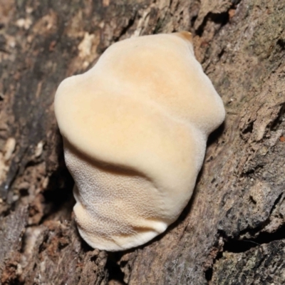 zz Polypore (shelf/hoof-like) at ANBG - 25 May 2021 by TimL