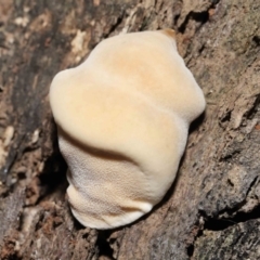 zz Polypore (shelf/hoof-like) at Downer, ACT - 25 May 2021 by TimL