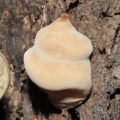 zz Polypore (shelf/hoof-like) at Downer, ACT - 25 May 2021 11:25 AM