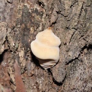 zz Polypore (shelf/hoof-like) at Downer, ACT - 25 May 2021 11:25 AM