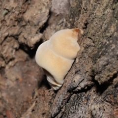 zz Polypore (shelf/hoof-like) at Downer, ACT - 25 May 2021 11:25 AM