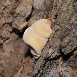 zz Polypore (shelf/hoof-like) at Downer, ACT - 25 May 2021