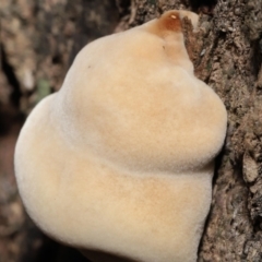 zz Polypore (shelf/hoof-like) at Downer, ACT - 25 May 2021 11:25 AM