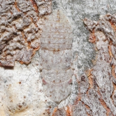 Ledromorpha planirostris (A leafhopper) at Downer, ACT - 25 May 2021 by TimL