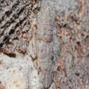 Ledromorpha planirostris at Downer, ACT - 25 May 2021 11:21 AM