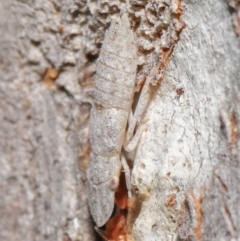 Ledromorpha planirostris at Downer, ACT - 25 May 2021