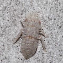 Ledromorpha planirostris at Downer, ACT - 25 May 2021