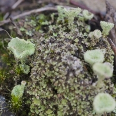 Cladonia sp. (Cup Lichen) at Acton, ACT - 21 May 2021 by BarrieR