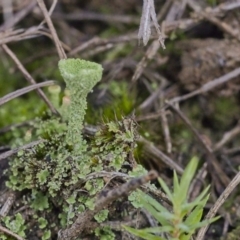 Cladonia sp. (genus) at Acton, ACT - 21 May 2021