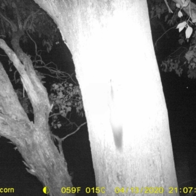 Petaurus norfolcensis (Squirrel Glider) at Albury - 13 Apr 2020 by ChrisAllen