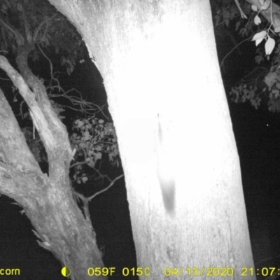 Petaurus norfolcensis (Squirrel Glider) at Monitoring Site 038 - Road - 13 Apr 2020 by ChrisAllen