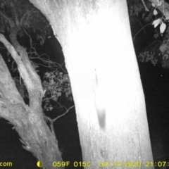 Petaurus norfolcensis (Squirrel Glider) at Monitoring Site 038 - Road - 13 Apr 2020 by ChrisAllen