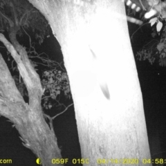 Petaurus norfolcensis (Squirrel Glider) at Thurgoona, NSW - 13 Apr 2020 by ChrisAllen