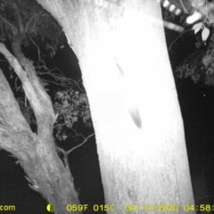 Petaurus norfolcensis (Squirrel Glider) at Monitoring Site 038 - Road - 14 Apr 2020 by ChrisAllen