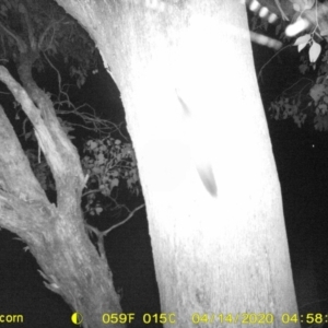 Petaurus norfolcensis at Undefined Area - 14 Apr 2020 04:58 AM