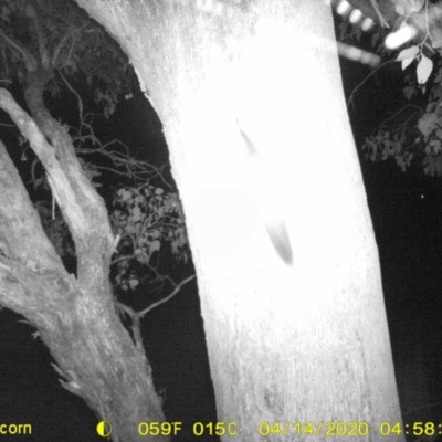 Petaurus norfolcensis (Squirrel Glider) at Albury - 13 Apr 2020 by ChrisAllen