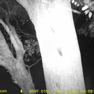 Petaurus norfolcensis (Squirrel Glider) at Monitoring Site 038 - Road - 13 Apr 2020 by ChrisAllen