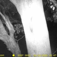 Petaurus norfolcensis (Squirrel Glider) at Thurgoona, NSW - 23 Apr 2020 by ChrisAllen