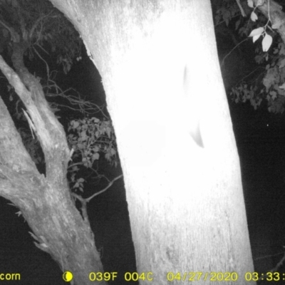 Petaurus norfolcensis (Squirrel Glider) at Monitoring Site 038 - Road - 26 Apr 2020 by ChrisAllen