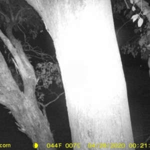Petaurus norfolcensis at Thurgoona, NSW - 28 Apr 2020 12:21 AM