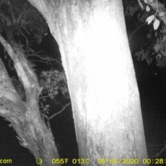 Petaurus norfolcensis (Squirrel Glider) at Monitoring Site 038 - Road - 3 May 2020 by ChrisAllen