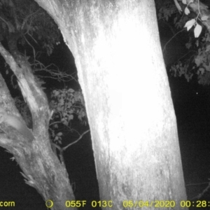 Petaurus norfolcensis at Thurgoona, NSW - 4 May 2020 12:28 AM