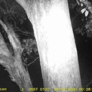 Petaurus norfolcensis at Thurgoona, NSW - 4 May 2020